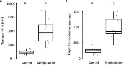 Two is better than one: innovative ants overcome the nature-inspired cognitive challenge of pupal insertion